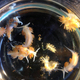 Marine sea slugs without borders.